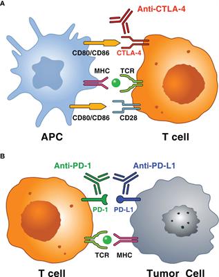 Frontiers | Holistic Approach To Immune Checkpoint Inhibitor-Related ...